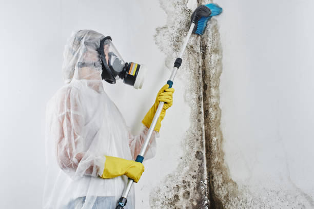 Mold Testing and Removal in Oakland, SC