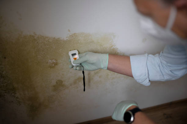 Best Mold Damage Repair  in Oakland, SC