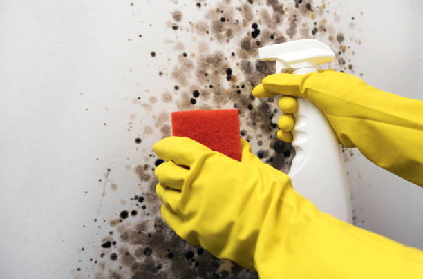 Crawl Space Mold Removal in Oakland, SC